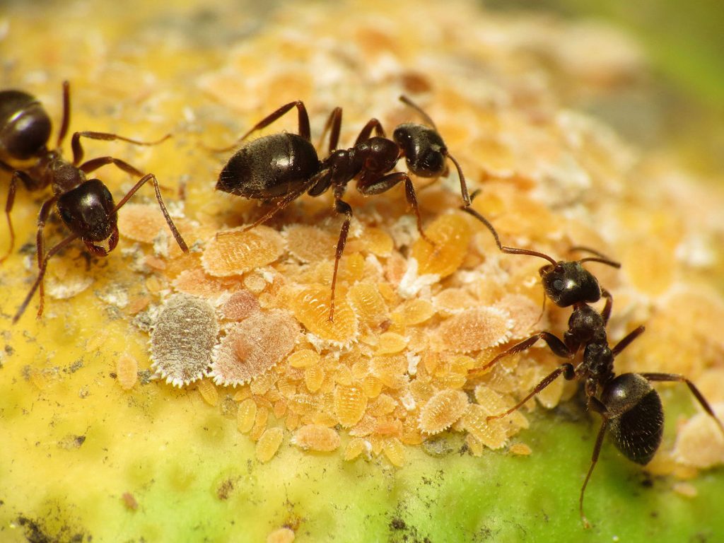 Mơ thấy kiến