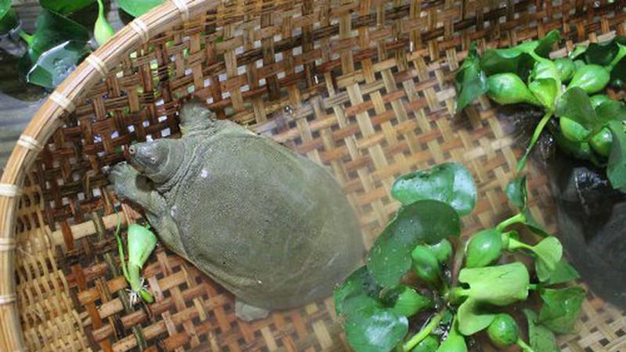 nằm mơ thấy ba ba