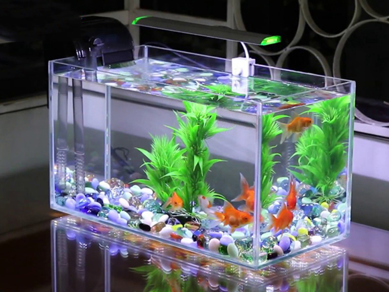 Mơ thấy bể cá