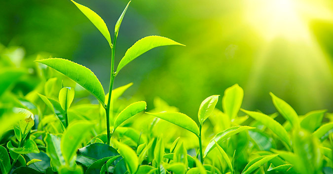Mơ thấy cây cối