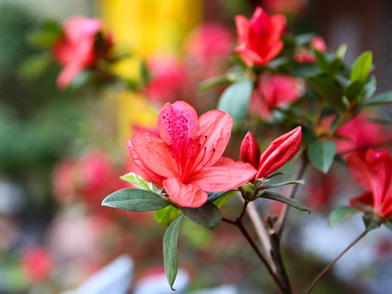 Mơ thấy hoa đỗ quyên