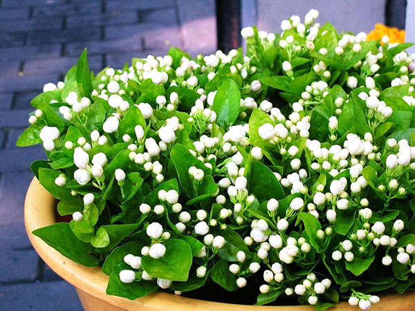 Mơ thấy hoa nhài