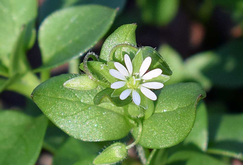 Mơ thấy cỏ dại