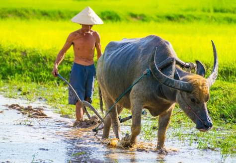 Mơ thấy đi cày