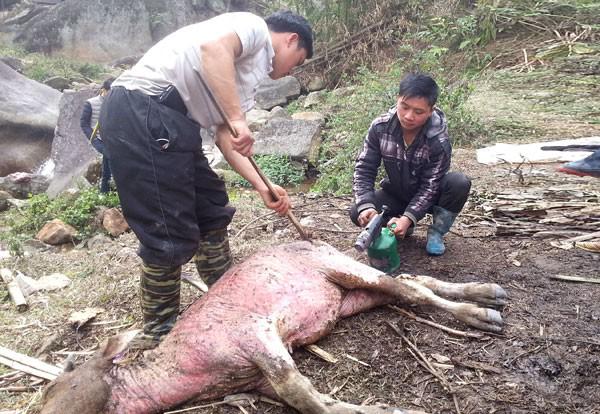 Ngủ mơ thấy làm thịt trâu là điềm báo gì? Nên đánh con gì?